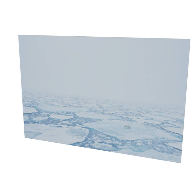 Polar Bear in the Mist, Barents Sea
