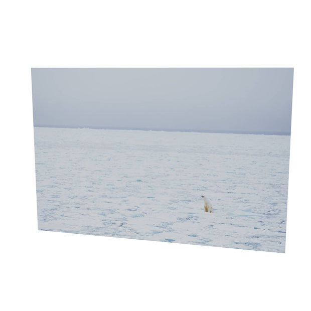 Sitting Polar Bear, Barents Sea