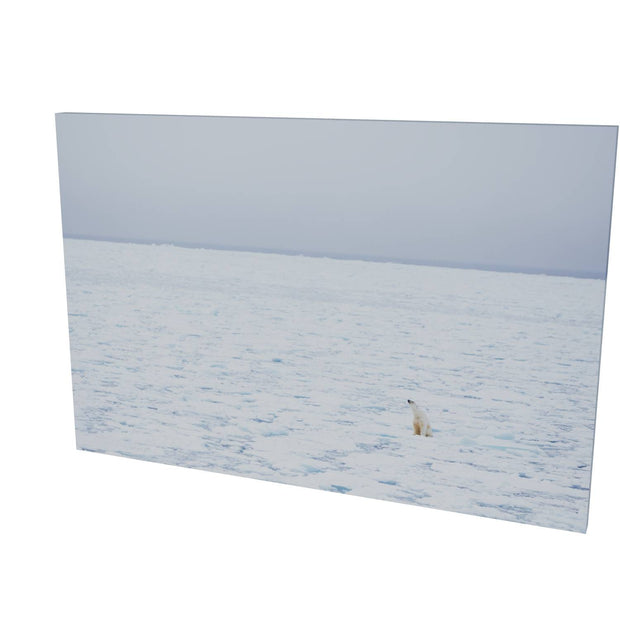 Sitting Polar Bear, Barents Sea