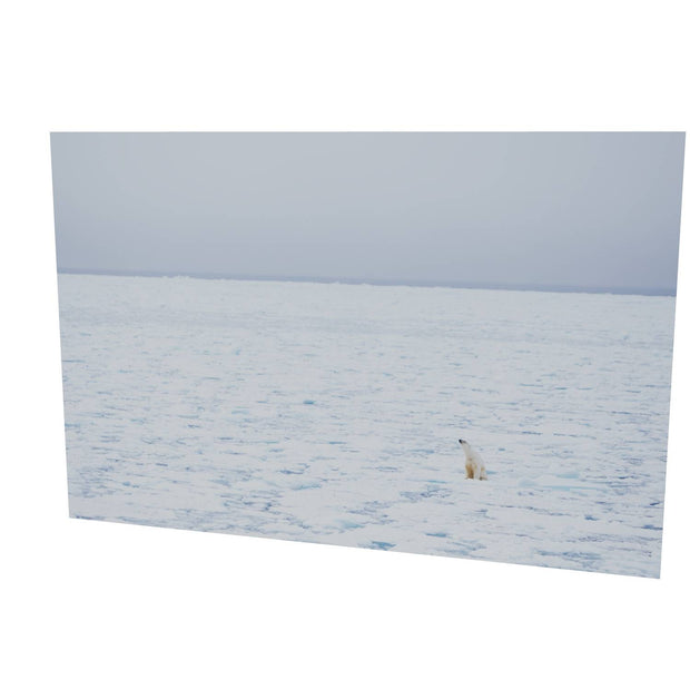 Sitting Polar Bear, Barents Sea