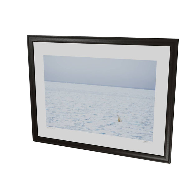 Sitting Polar Bear, Barents Sea