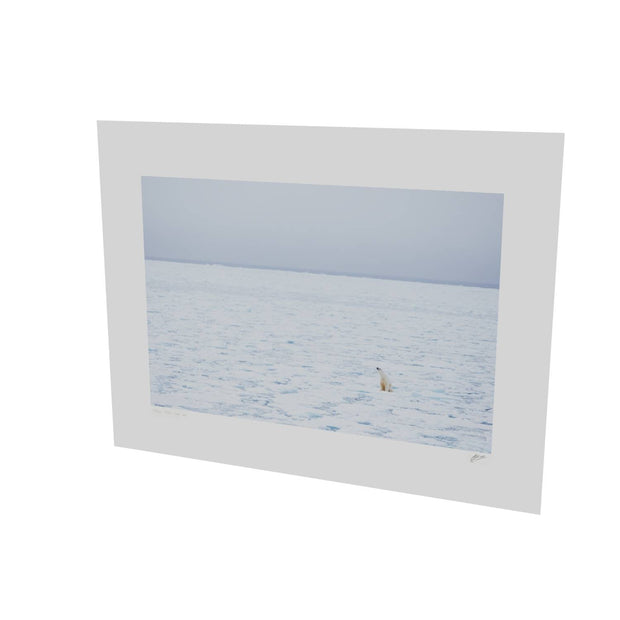 Sitting Polar Bear, Barents Sea