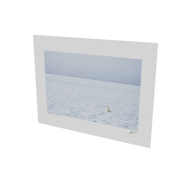 Sitting Polar Bear, Barents Sea