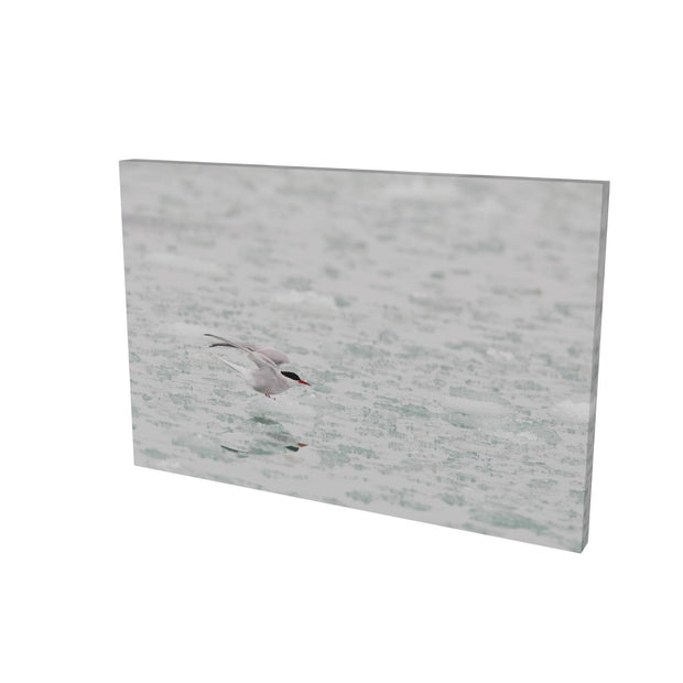 Arctic Tern, Svalbard