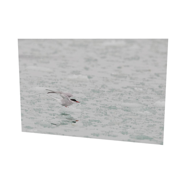 Arctic Tern, Svalbard