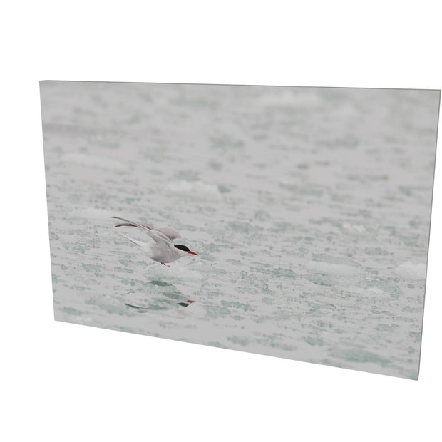 Arctic Tern, Svalbard