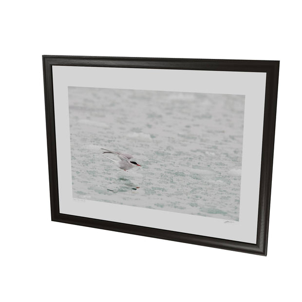 Arctic Tern, Svalbard