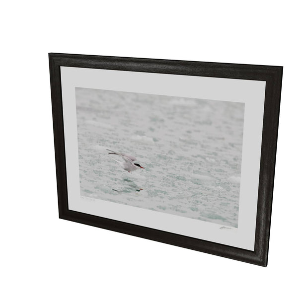 Arctic Tern, Svalbard