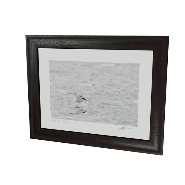 Arctic Tern, Svalbard