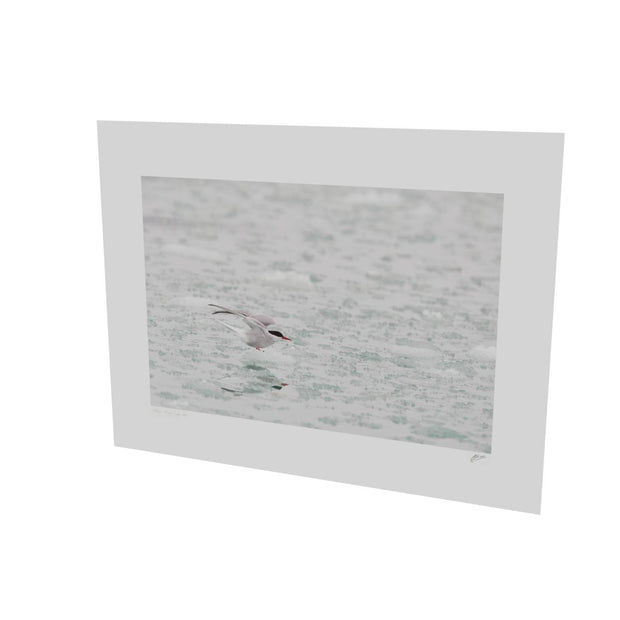 Arctic Tern, Svalbard