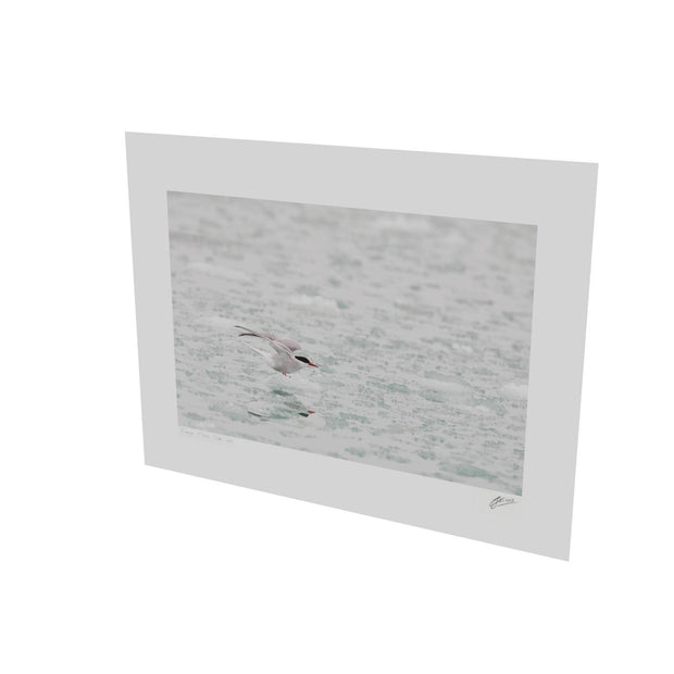 Arctic Tern, Svalbard
