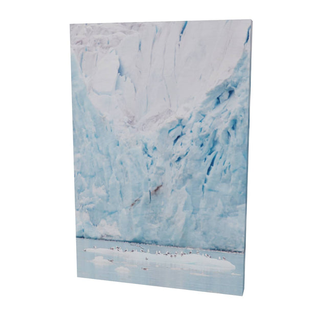 Kittiwakes and Glacier, Svalbard