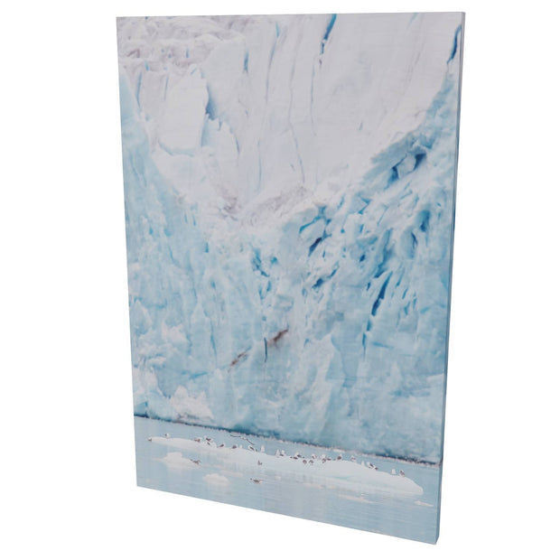 Kittiwakes and Glacier, Svalbard
