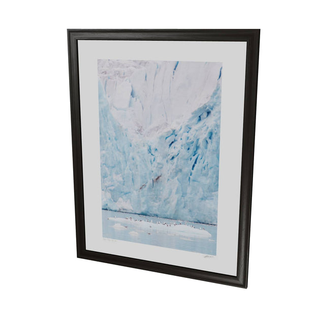Kittiwakes and Glacier, Svalbard