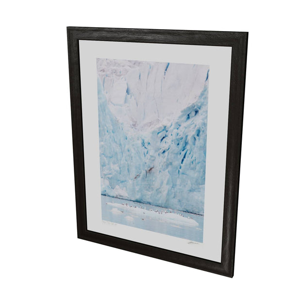 Kittiwakes and Glacier, Svalbard