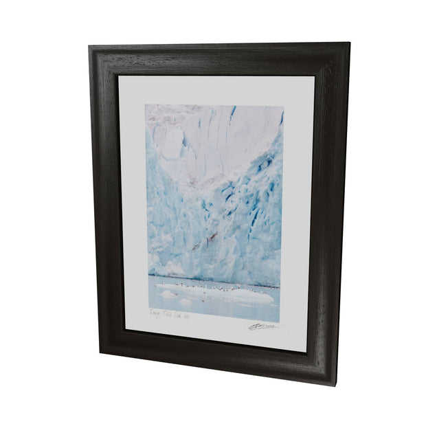 Kittiwakes and Glacier, Svalbard