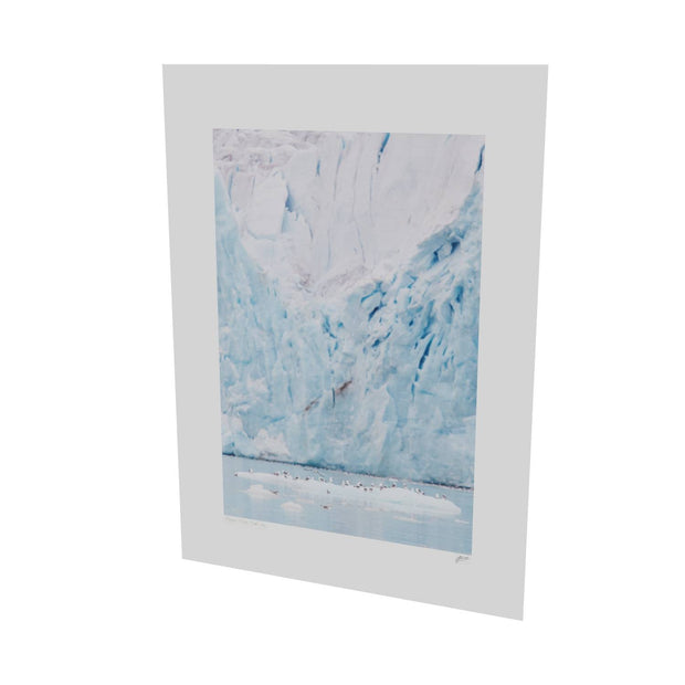Kittiwakes and Glacier, Svalbard