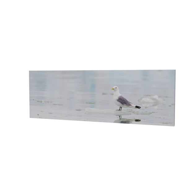 Kittiwake, Svalbard