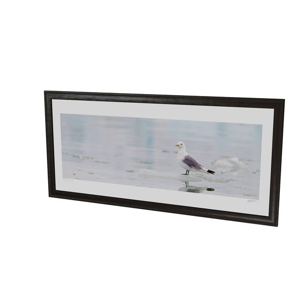 Kittiwake, Svalbard