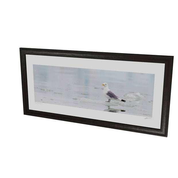 Kittiwake, Svalbard