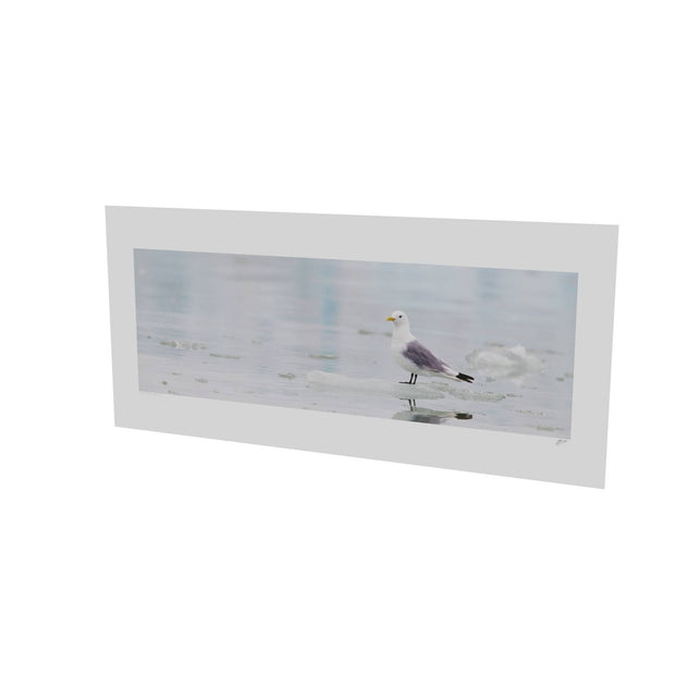 Kittiwake, Svalbard