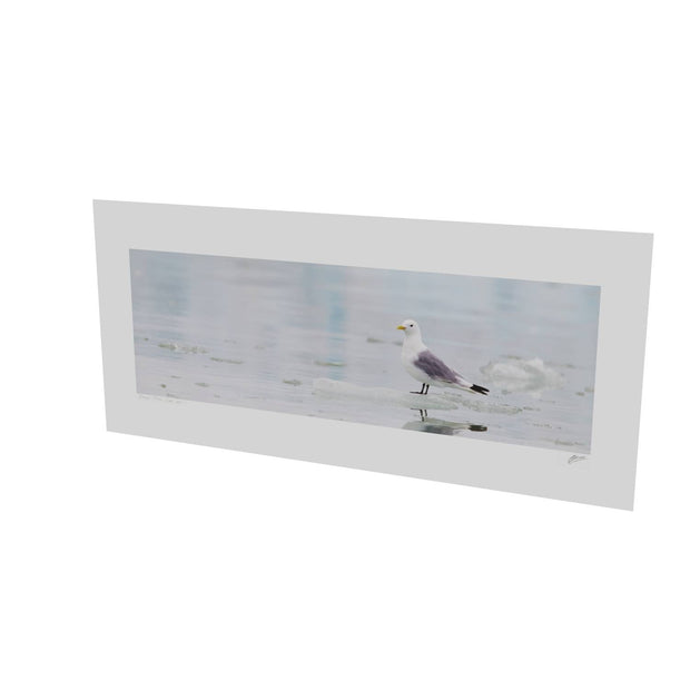 Kittiwake, Svalbard