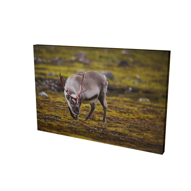 Curious Reindeer, Svalbard