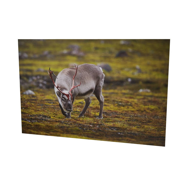 Curious Reindeer, Svalbard