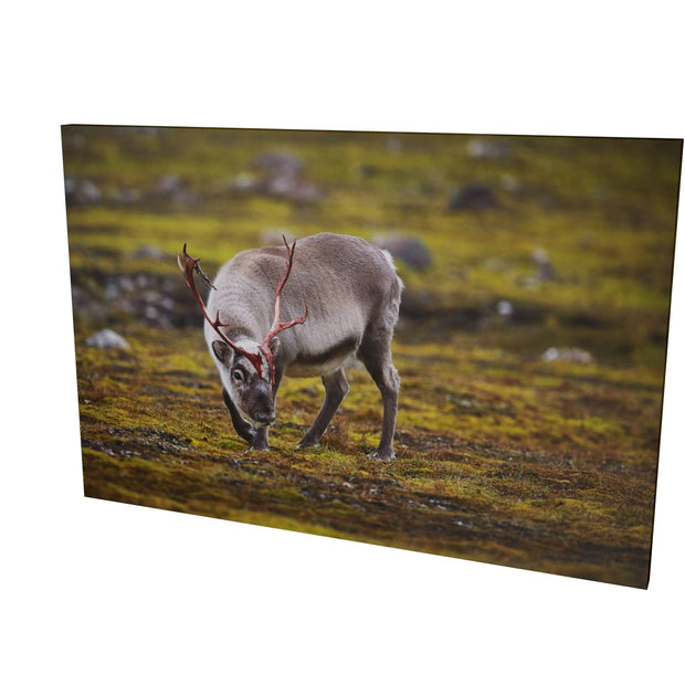 Curious Reindeer, Svalbard