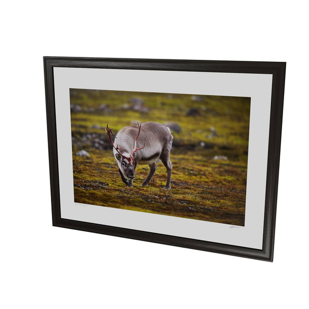 Curious Reindeer, Svalbard