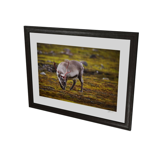 Curious Reindeer, Svalbard