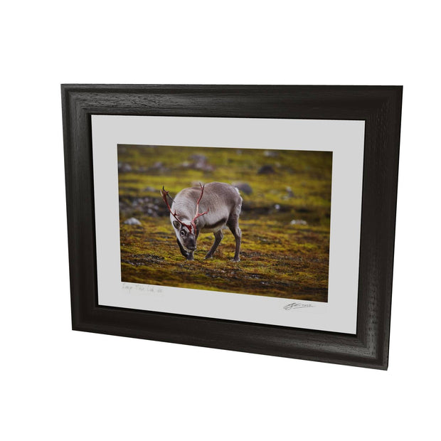 Curious Reindeer, Svalbard