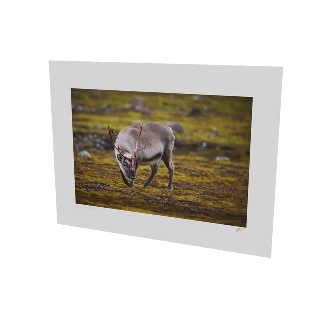 Curious Reindeer, Svalbard