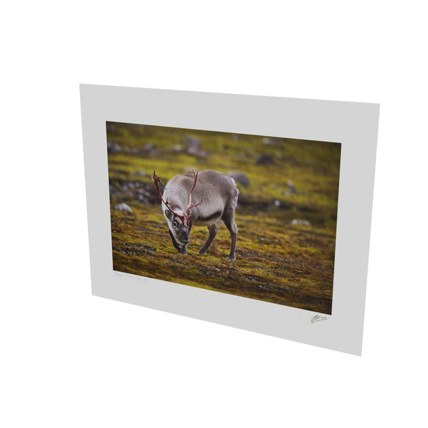Curious Reindeer, Svalbard
