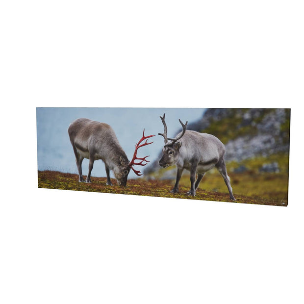Svalbard Reindeer, Spitsbergen