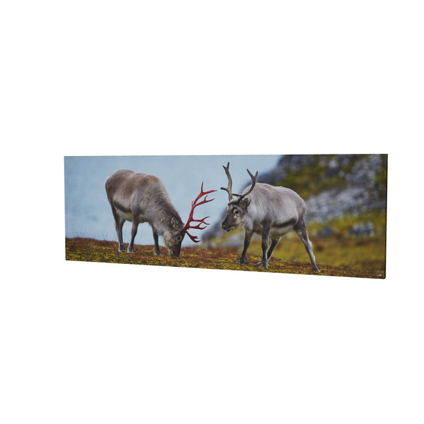Svalbard Reindeer, Spitsbergen
