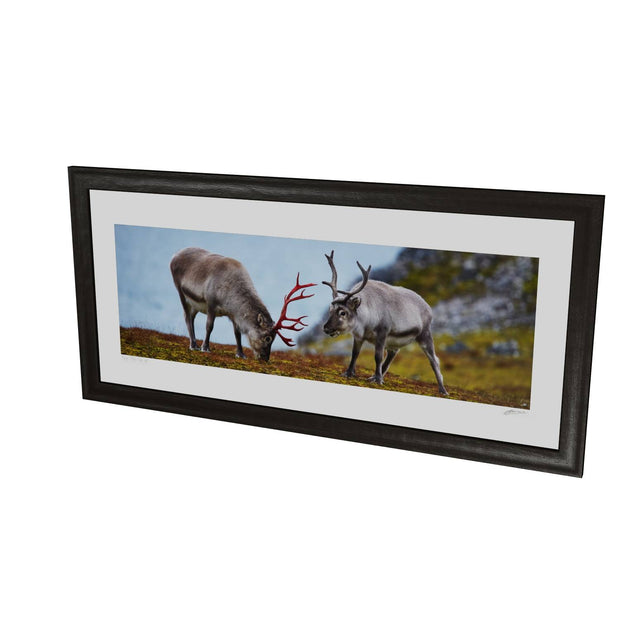 Svalbard Reindeer, Spitsbergen