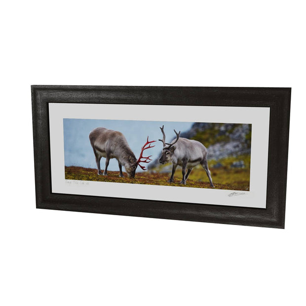 Svalbard Reindeer, Spitsbergen