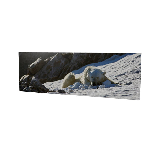 Sleeping Polar Bear on Snow, Svalbard
