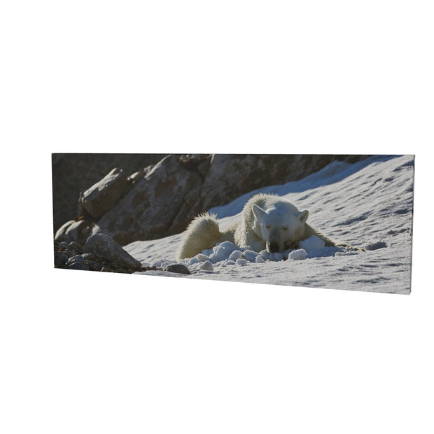 Sleeping Polar Bear on Snow, Svalbard