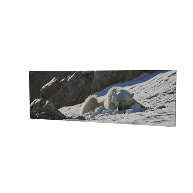 Sleeping Polar Bear on Snow, Svalbard