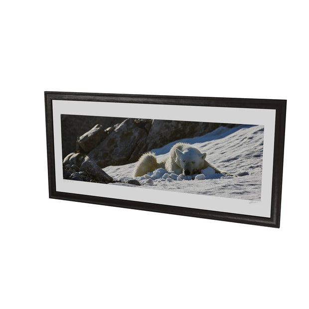 Sleeping Polar Bear on Snow, Svalbard