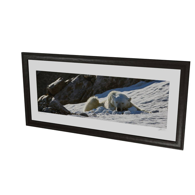 Sleeping Polar Bear on Snow, Svalbard