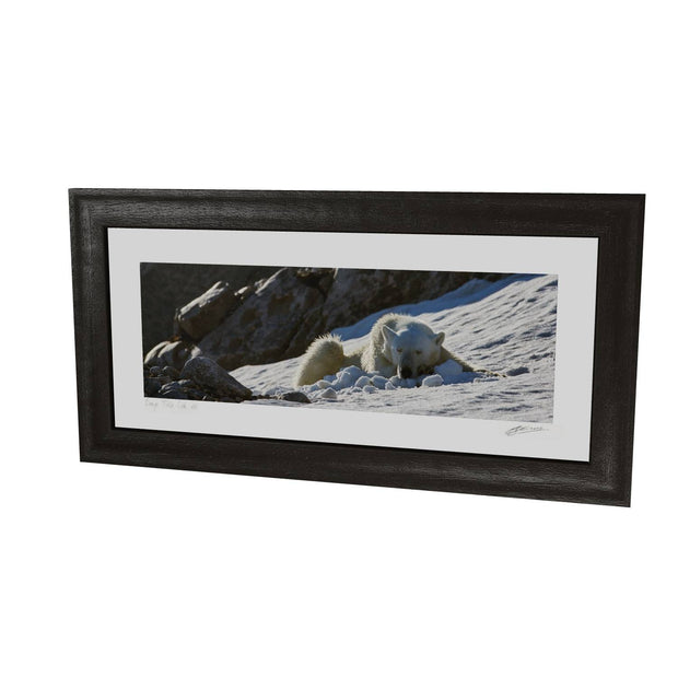 Sleeping Polar Bear on Snow, Svalbard