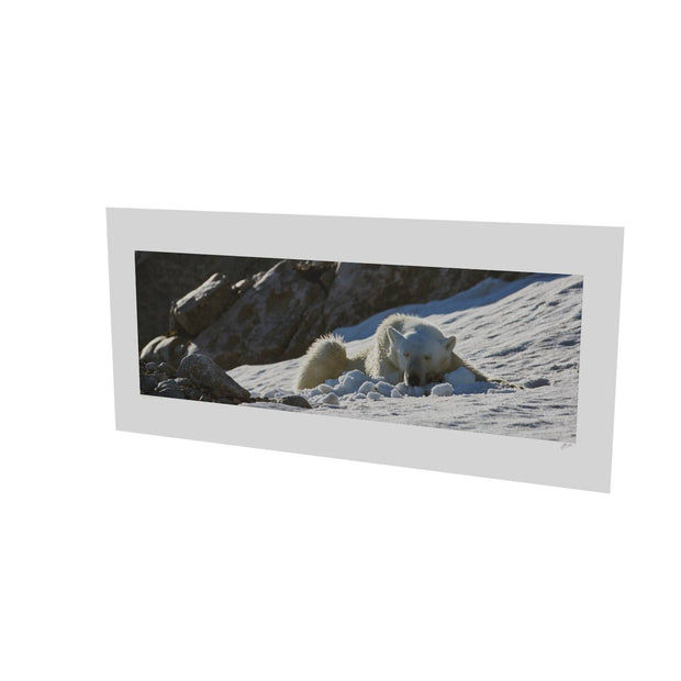 Sleeping Polar Bear on Snow, Svalbard