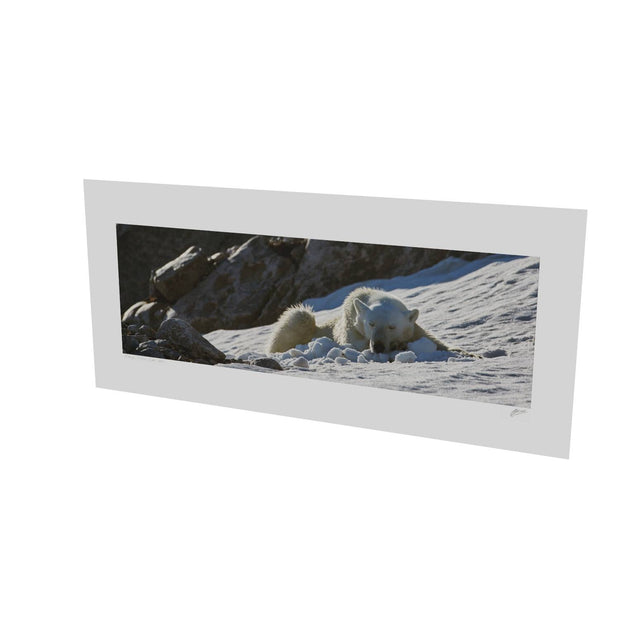Sleeping Polar Bear on Snow, Svalbard