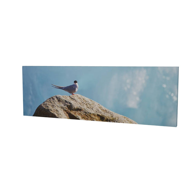 Arctic Tern II, Svalbard