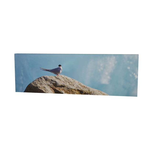 Arctic Tern II, Svalbard