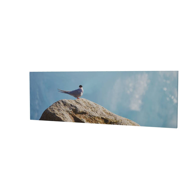 Arctic Tern II, Svalbard