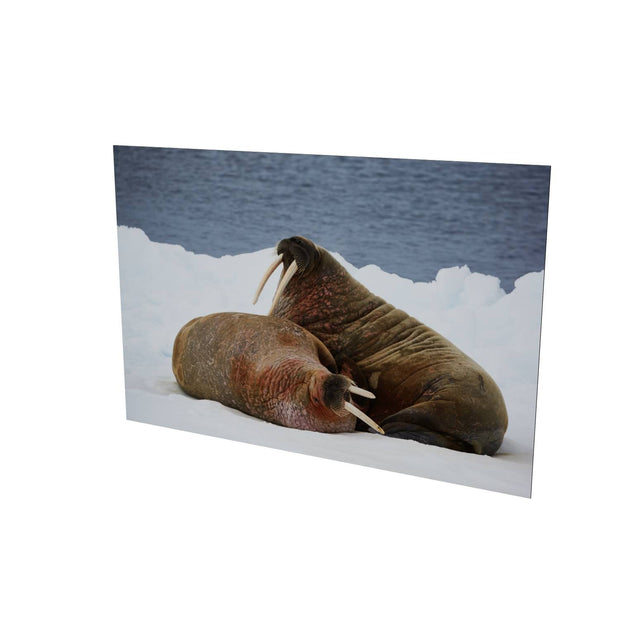 Walruses on Ice, Svalbard